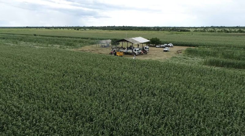 Grao Familiar em Campo Secom RR 9