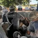 Roraima intensifica combate a Peste Suina Classica com treinamento estrategico de veterinarios Ascom