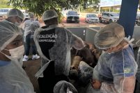 Roraima intensifica combate a Peste Suina Classica com treinamento estrategico de veterinarios Ascom