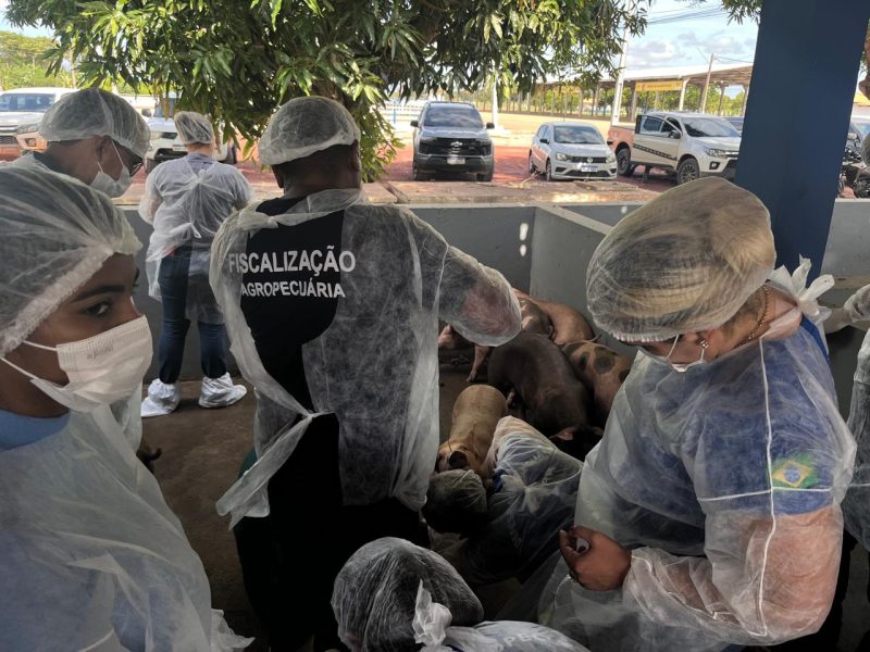 Roraima intensifica combate a Peste Suina Classica com treinamento estrategico de veterinarios Ascom