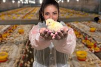 VETANCO Carina Z Barcik Vencedora do 1 Concurso Fotografico Chicken Lovers Credito Divulgacao 1