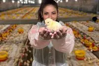 VETANCO Carina Z Barcik Vencedora do 1 Concurso Fotografico Chicken Lovers Credito Divulgacao 1