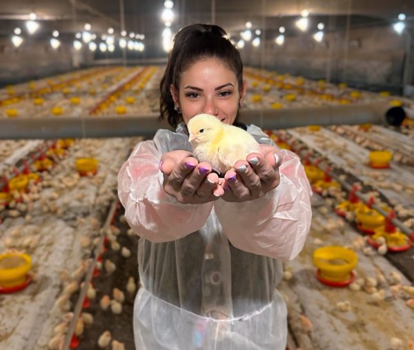 VETANCO Carina Z Barcik Vencedora do 1 Concurso Fotografico Chicken Lovers Credito Divulgacao 1