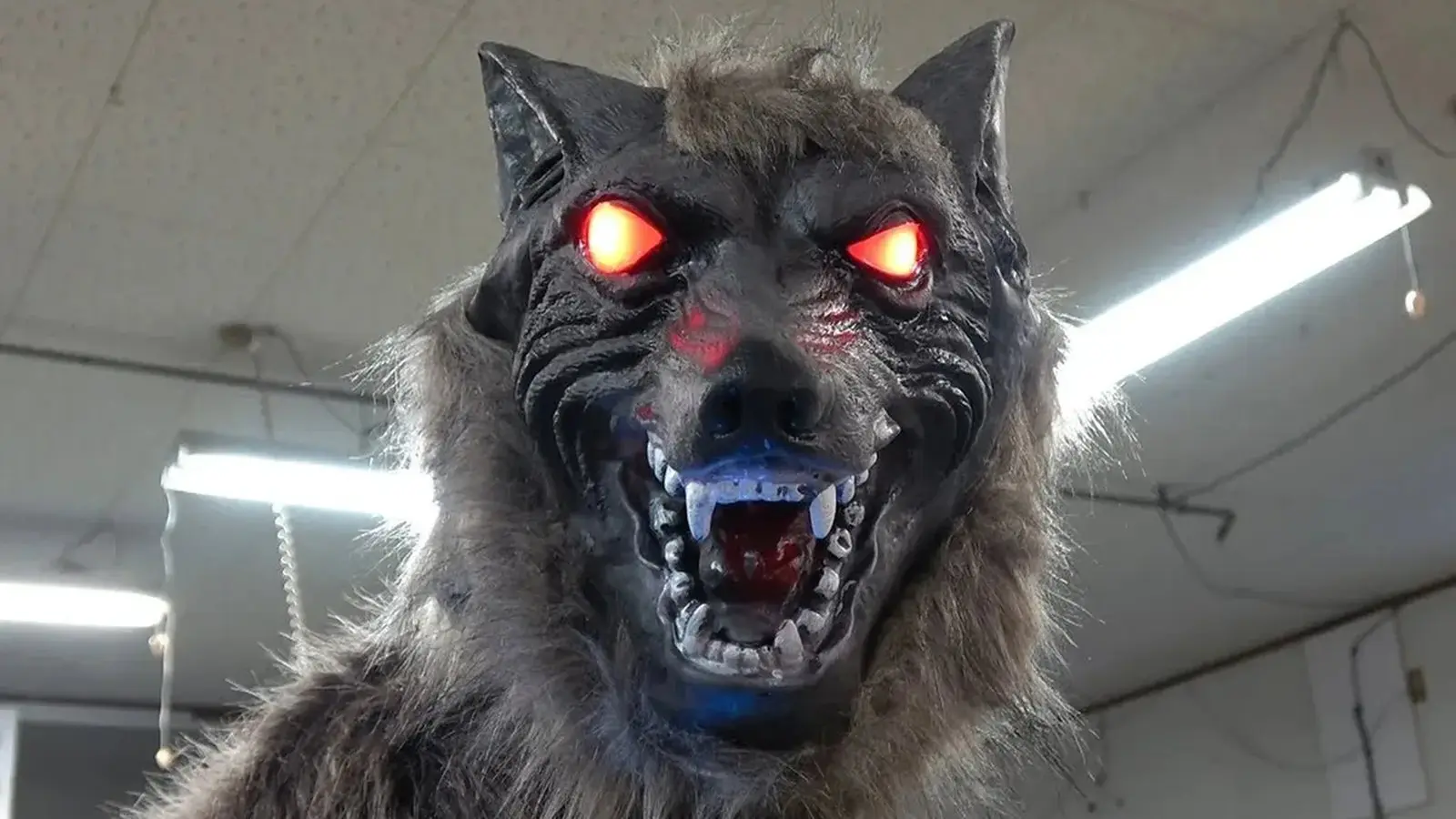 Lobos robóticos se tornam solução improvável contra ataques de ursos no Japão