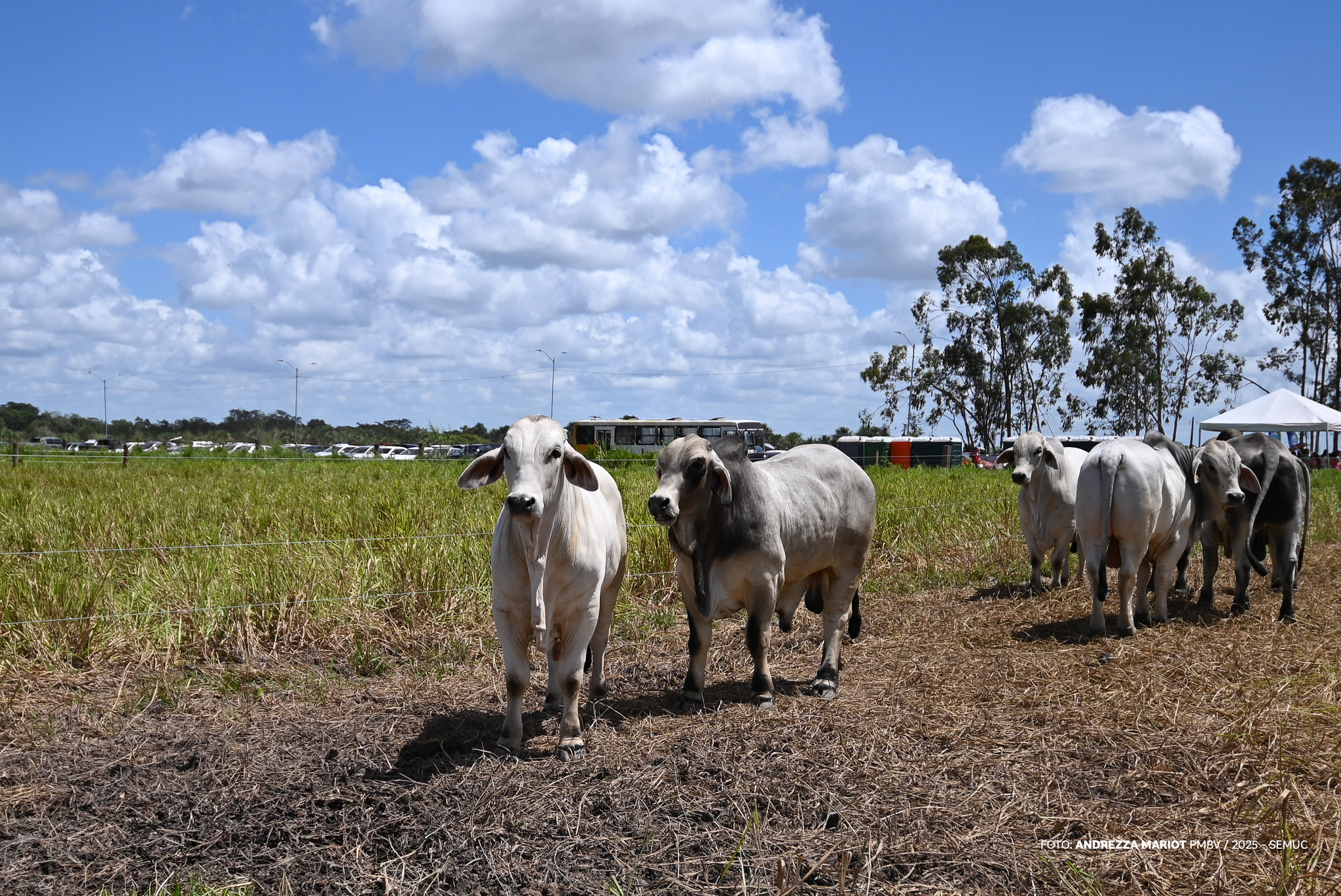 1784846005 448 Numeros revelam a dimensao do maior evento agro de Roraima