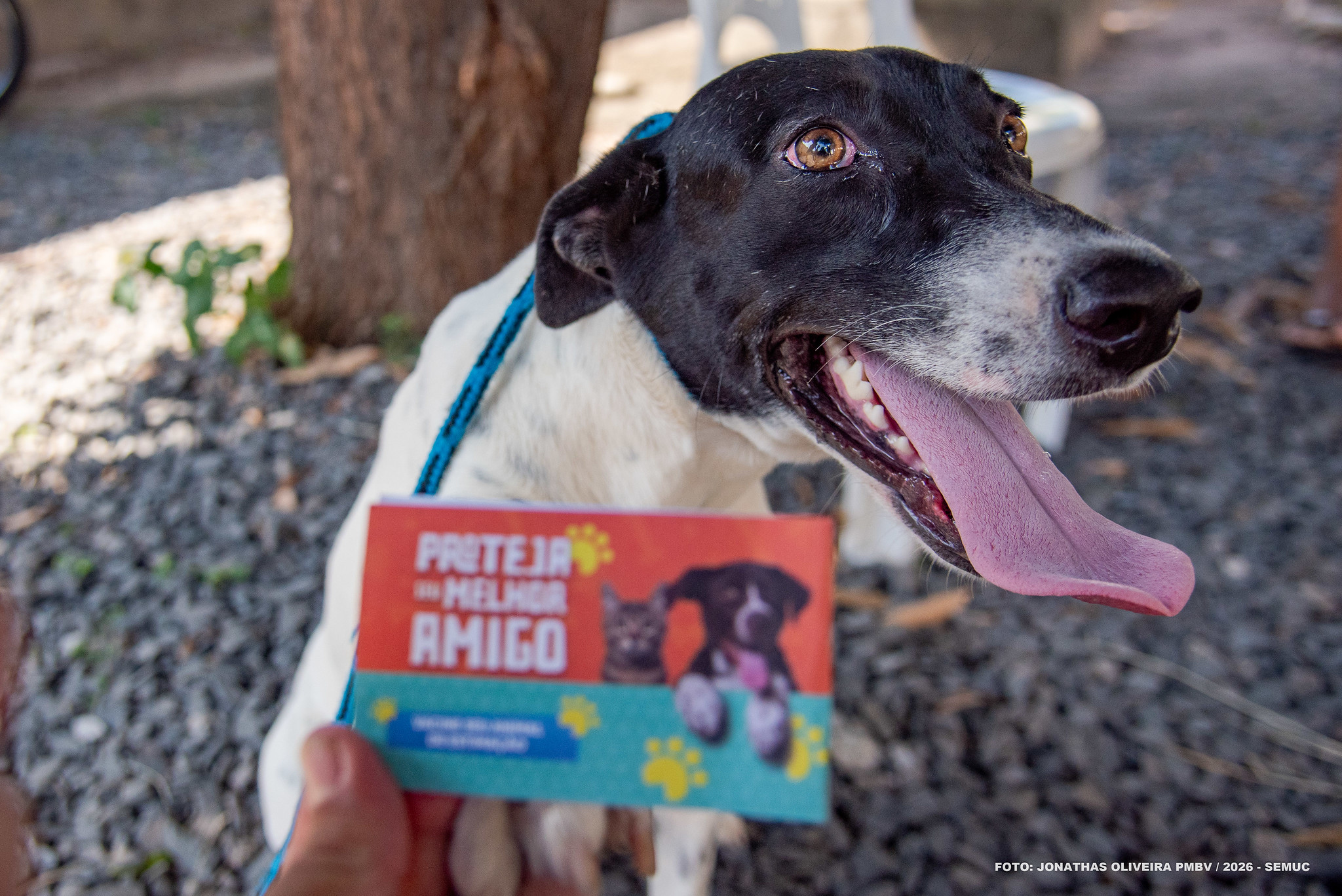 1786220187 72 Campanha antirrabica em Boa Vista com novo cadastro pelo app