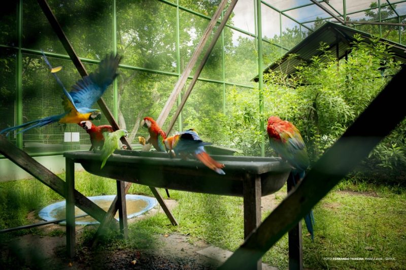 Regras do Bosque dos Papagaios protegem fauna e visitantes 1 55381938554 ad53f2ff88 k